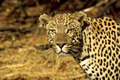 Leopard, Botswana