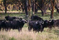 Cape Buffalo, Botswana