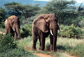 Elephants, Samburu Game Reserve, Kenya