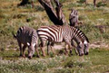Burchell's Zebra, Samburu Game Reserve, Kenya