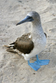 Blue-footed Booby