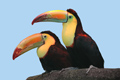 Keel-billed Toucans