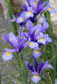 Spanish Irises