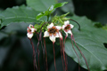 Corkscrew Flower or Spider Tresses