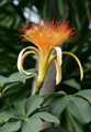 Guiana Chestnut Tree Flower