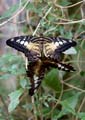 Clipper Butterflies Mating