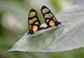Giant Glasswing or Confused Clearwing Butterflies Mating