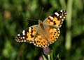 Painted Lady Butterfly