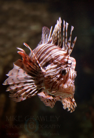 Red Lion Fish