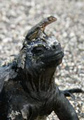 Lava Lizard Sitting on a Marine Iguana, Galapagos Islands