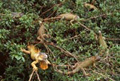 Green Iguanas Sitting in the Treetops, Costa Rica