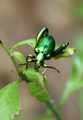 Frog Beetle
