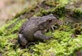 Common Toad