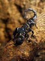 Imperial or Emperor Scorpion