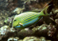 Clown Surgeonfish or Clown Tang