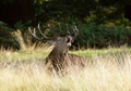 Red Deer Stag