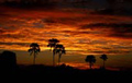 African Sunset, Savuti, Botswana