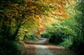 A Hertfordshire Lane in Autumn
